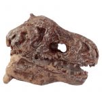 KIT DE EXCAVACION JUGUETE CRANEOS DE DINOSAURIO