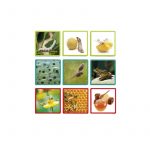 MAXI-SECUENCIAS NATURALES